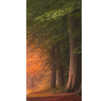 Origineller Rollo Tiefer fantastischer wald - TenStickers