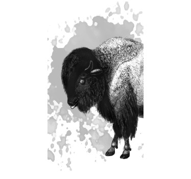 Roleta w zwierzęta żubr - TenStickers