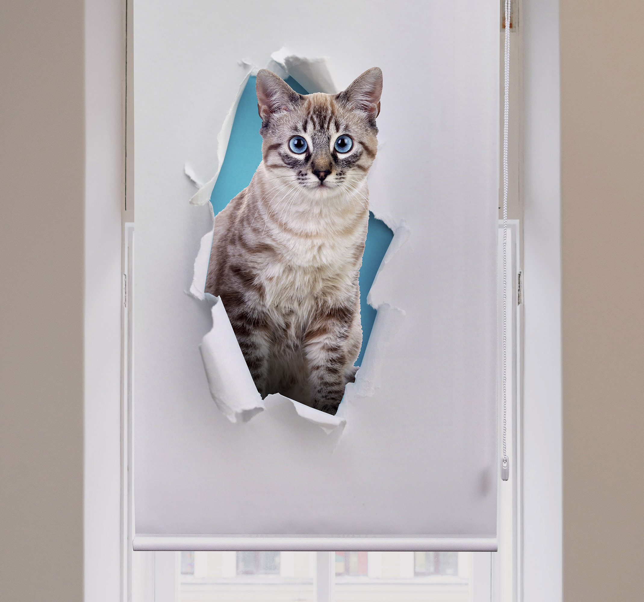 Tenstickers Rolgordijnen woonkamer met kat