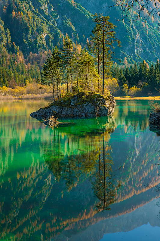 Arbre réfléchi nature store - TenStickers