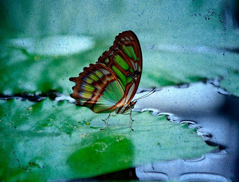 Bestuiver zich zorgen maken Diversen Vlindergordijn Vliegen op water - TenStickers