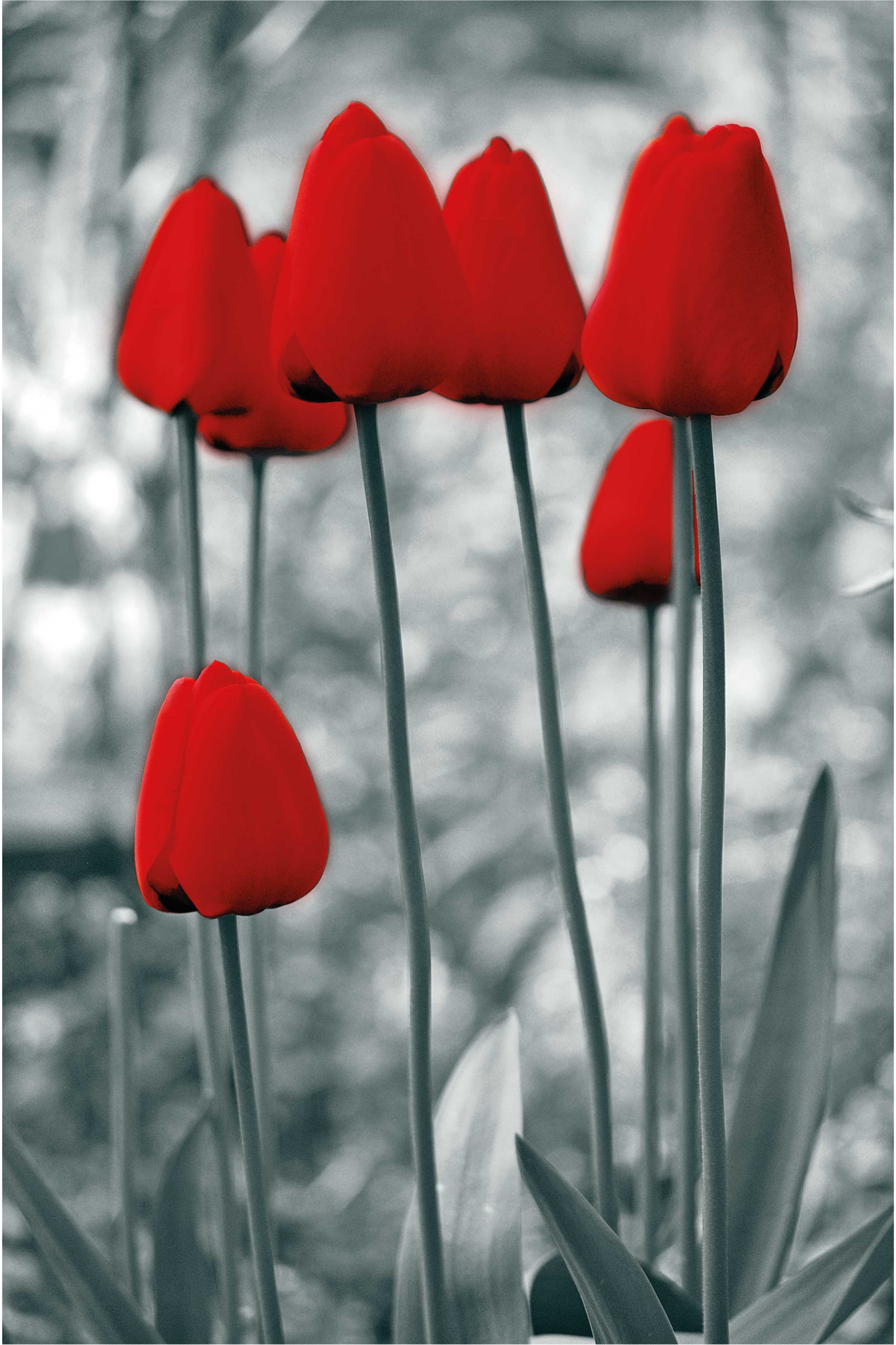 Cortinas de rolo de flores coloridas de tulipas vermelhas - TenStickers