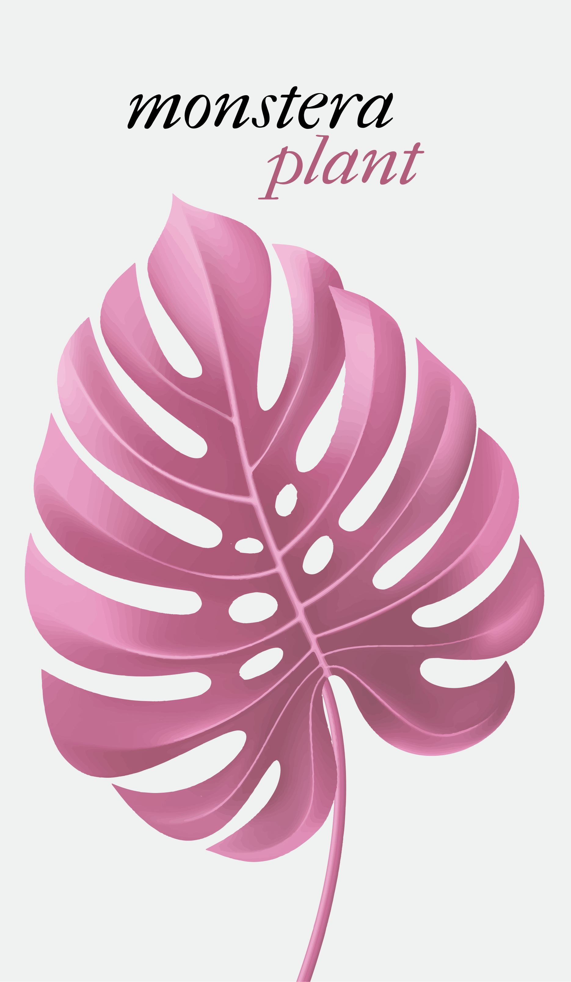 Monstera Rosa Estores enrollable flores planta monstera rosa