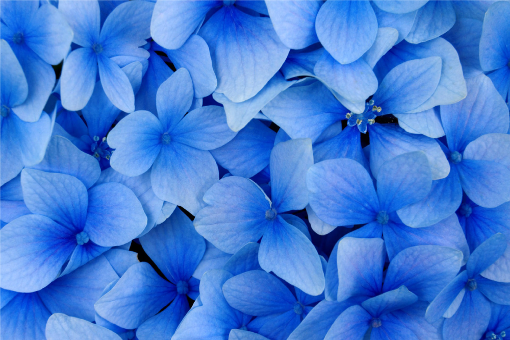Individual mesa moderno Varias flores azules - TenVinilo
