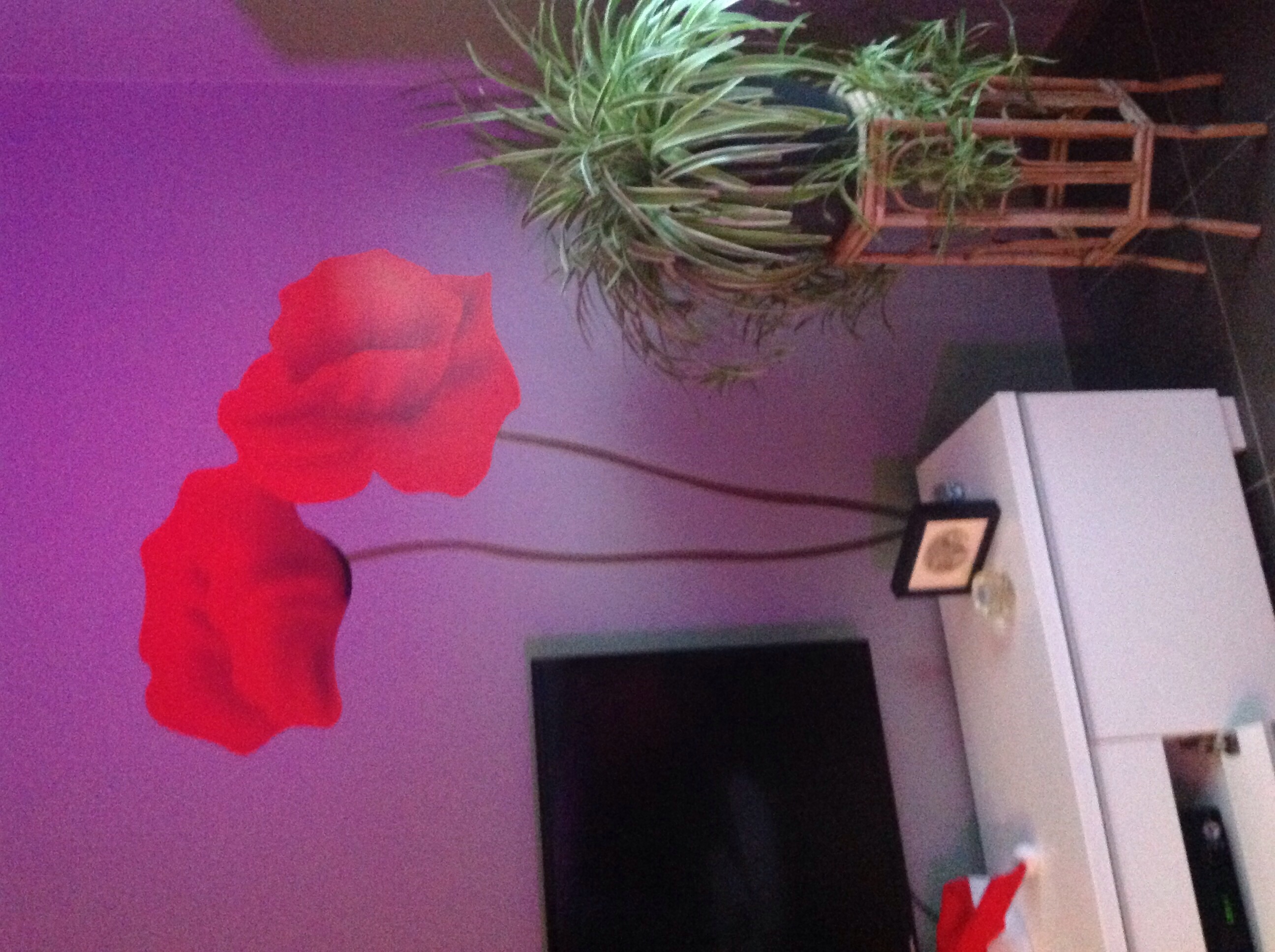 Autocollant Pour Vitres Coquelicots - STC - Neuf