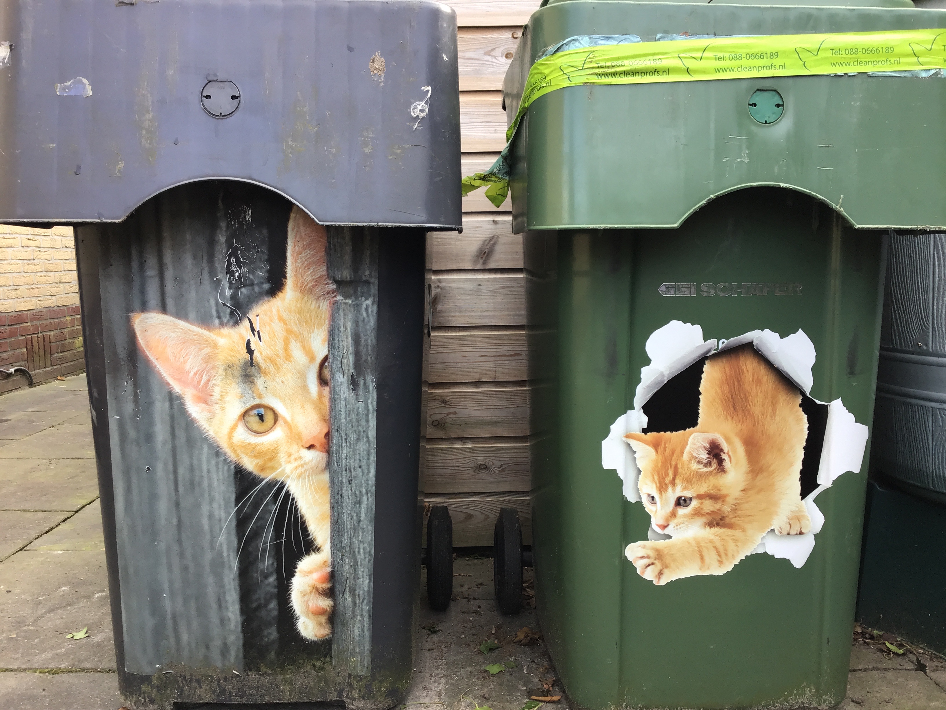 SHIRT-TO-GO Mülltonnenaufkleber Motiv Kitten - 37x82cm Wetterfester Sticker