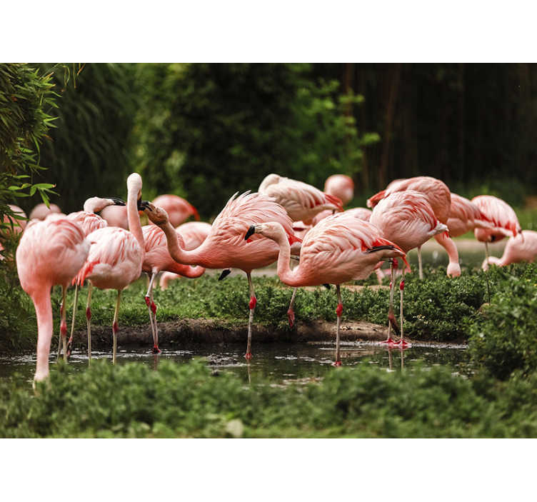 48584 Flamingo Wallpaper Images Stock Photos  Vectors  Shutterstock