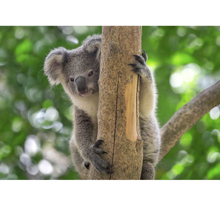 Koala Baby On Tree Wall Mural Tenstickers