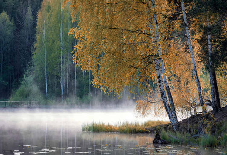 Koivu ja järvi järvi valokuvatapetti - Tenstickers
