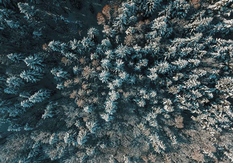 Puita ylhäältä tapetti kuvalla valokuvatapetti metsä - Tenstickers