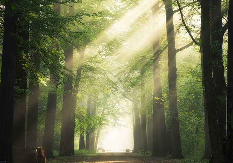 Papier peint nature soleil entre les arbres - TenStickers
