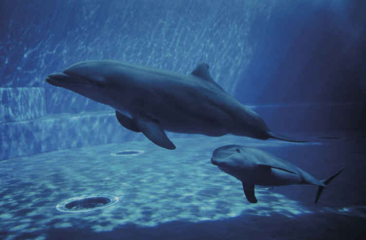 イルカの水泳の壁の壁画 Tenstickers