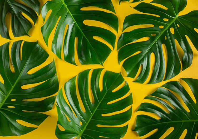 Green and yellow monstera wall mural - TenStickers