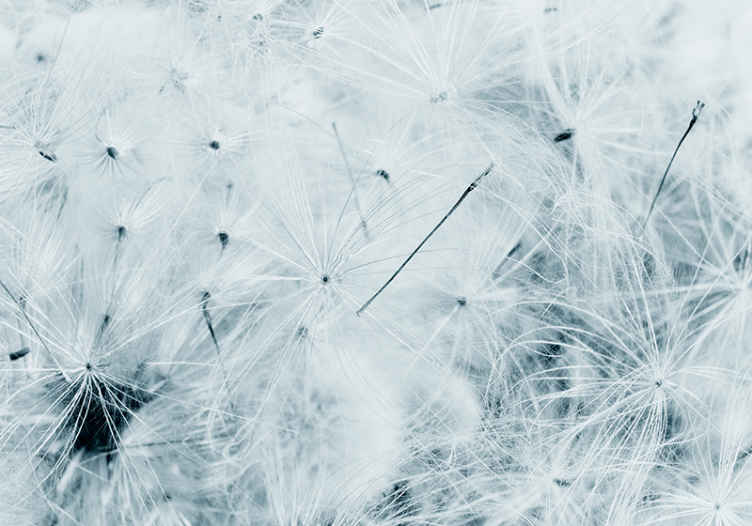 Flying dandelion wall mural TenStickers