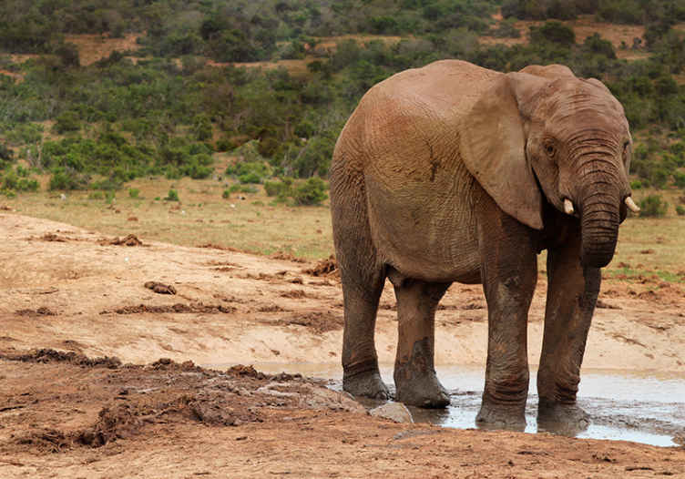 Elephant Encounter animals wall mural - TenStickers
