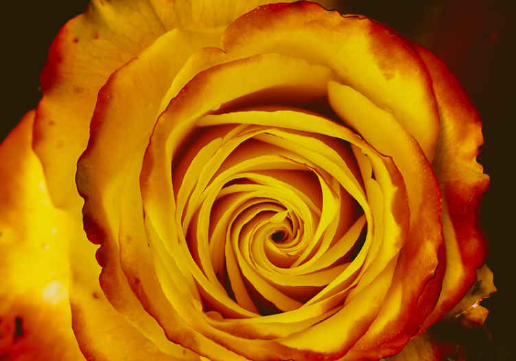 Papier peint 3D Fleur avec différentes nuances de couleur - TenStickers