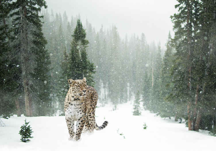 Murais de Parede 3D Leopardo 3d - TenStickers