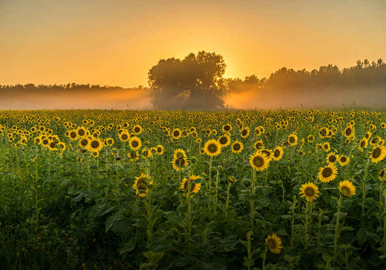 Suncokreti u zidnom zidu prirode sunset - TenStickers