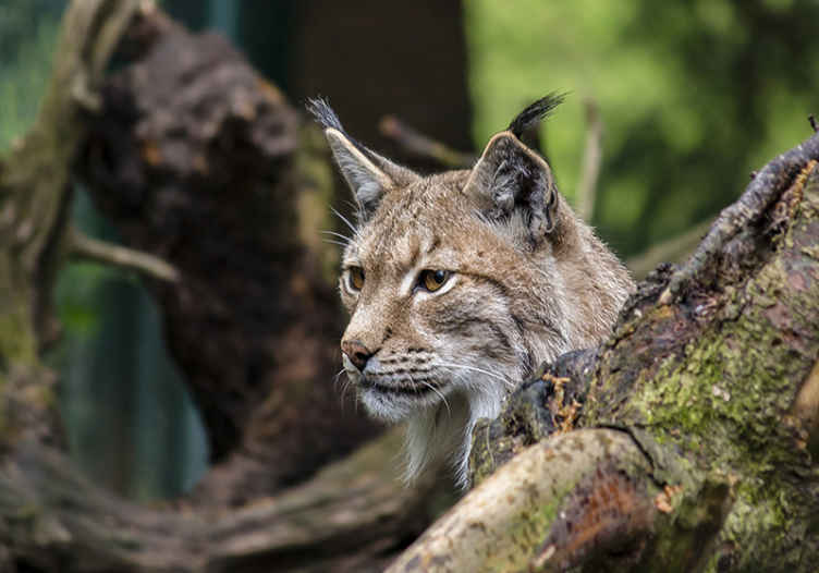 Lynx In Nature animals wall mural - TenStickers