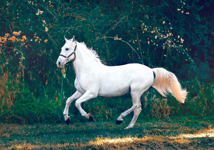 Fotomurais de paisagens Cavalo correndo na grama - TenStickers