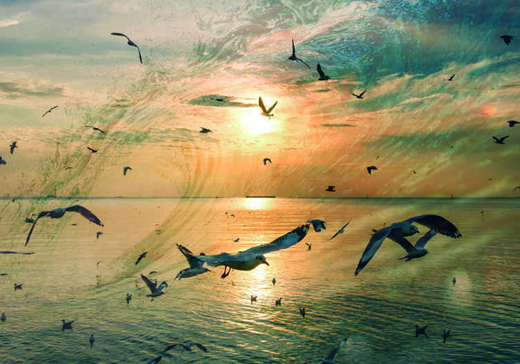 Seagulls at Sunset nature wall mural - TenStickers