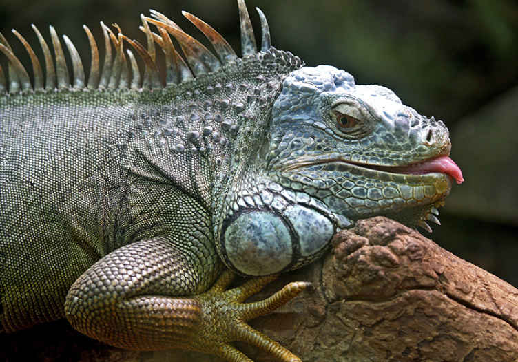 fototapetiguana animale - TenStickers