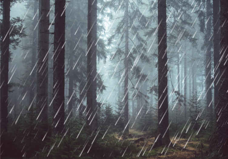 Serene Rainy forest wall mural - TenStickers