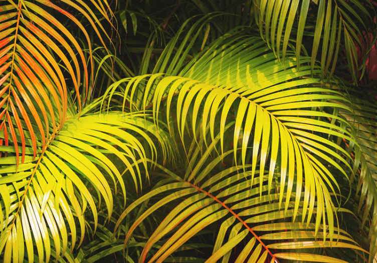 Tapisserie nature étalage de verdure luxuriante - TenStickers