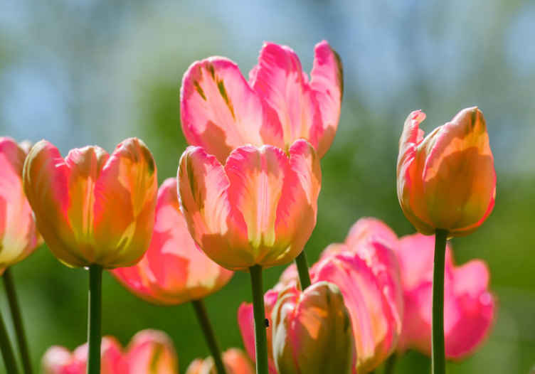 Fototapete Mohnblumen große rosa tulpen - TenStickers