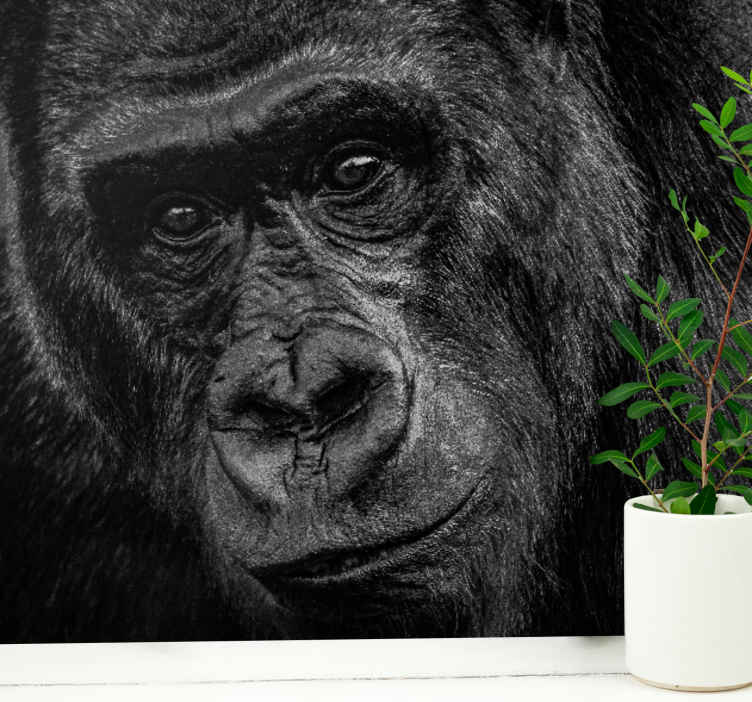 Ormanın patronu goril afrika duvar kağıdı - TenStickers
