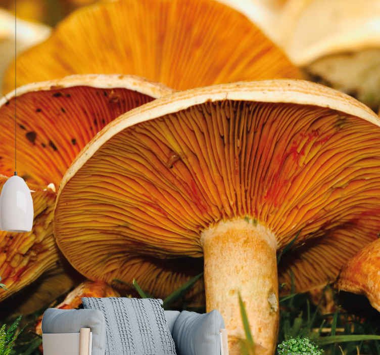 Fotomurais de paisagens Cogumelo selvagem poros laranja - TenStickers