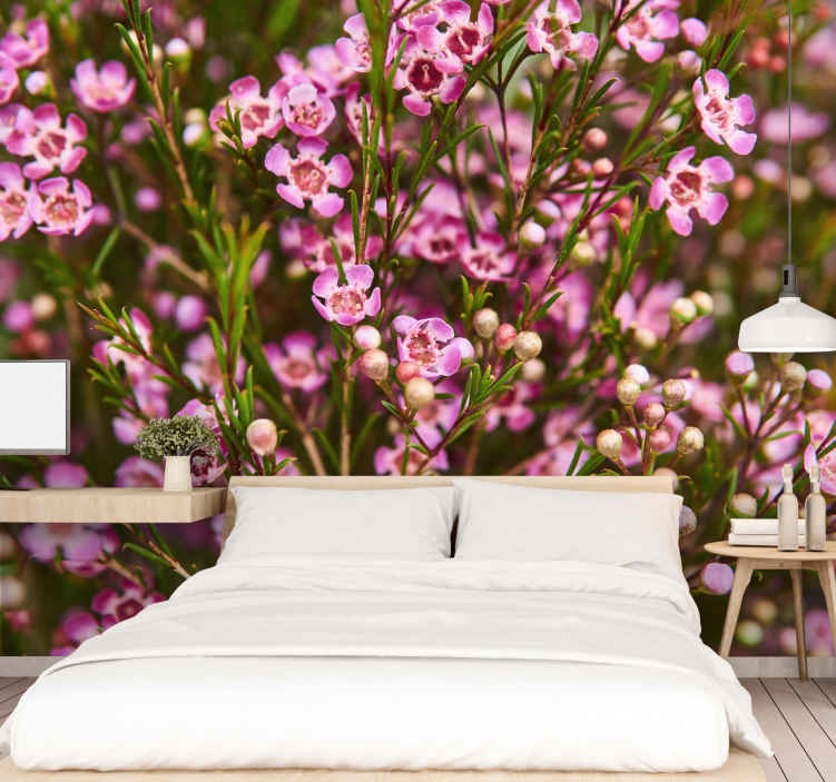 Geraldton Was native flower wall mural - TenStickers