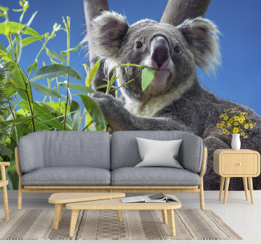 Koala eating eucalyptus leaves wall mural - TenStickers