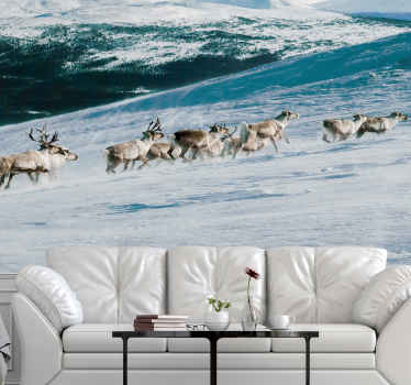 Poro kävely lumi tapetti kuvalla valokuvatapetti luonto - Tenstickers