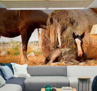 Fototapeta młody koń z charakterem - TenStickers