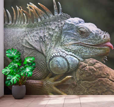 Iguana wall mural animals - TenStickers