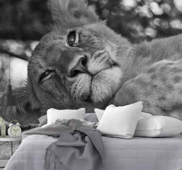 Ungt lejon i gråskala lejon fototapeta - Tenstickers