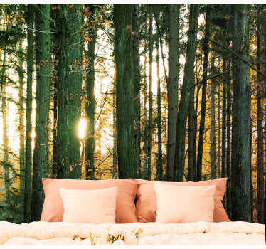 Fototapete Wald strahlender waldblick - TenStickers