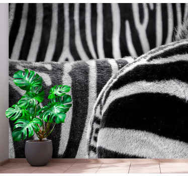 Zebra horses photo wall mural - TenStickers