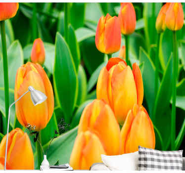 Orange tulpan blommor tulpan fototapeta - Tenstickers
