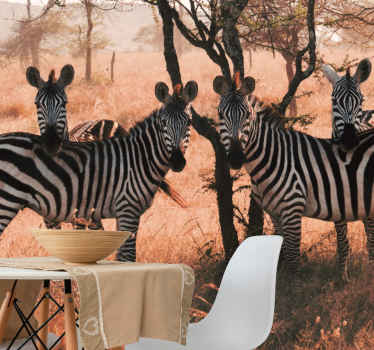 Fototapete Tiere Zebras in der savanne bei down - TenStickers