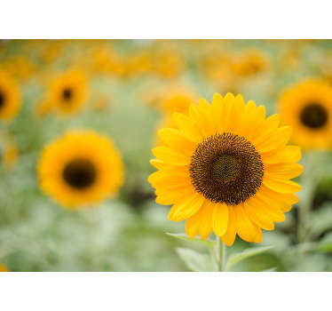 Deze bloemenfotobehang zal uw huis doen schitteren! De prachtige zonnebloemen zijn een vrolijk teken van de zomer en goede tijden.