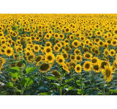 This floral photo wallpaper shows a huge field with beautiful sunflowers The bright yellow will be the highlight of your home!