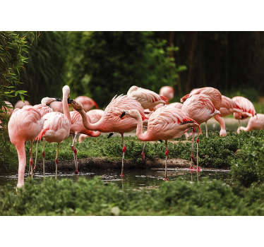 This animal photo mural shows a group of pink flamingos in the nature The great colors of this product will be the perfect decoration for you!