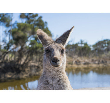 Animal wall mural kangaroo focus - TenStickers