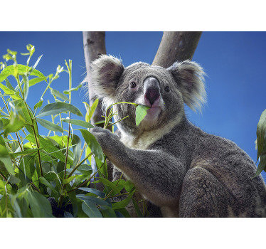 Koala eating eucalyptus leaves wall mural - TenStickers