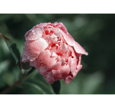 Dewy Rose Close-up flower wall mural - TenStickers