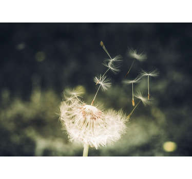 What a stunning view! This nature wall mural with the photo of a dandelion losing its seeds in the sunlight is just perfect for your walls.
