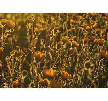 Foto tapete cvijet zlatno cvjetajuća flora - TenStickers