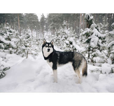 Do you like winter, and is this the most favorite season? Then we have this beautiful winter forest and husky dog photo wallpaper with snow for you!